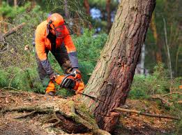 Tree and Shrub Care in Clarkston, GA