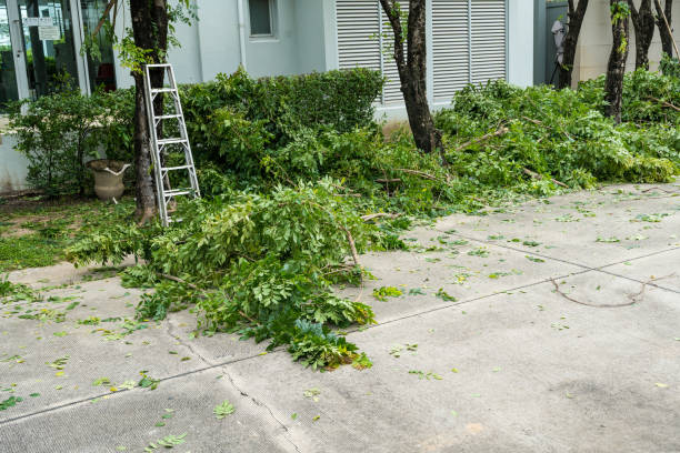 How Our Tree Care Process Works  in  Clarkston, GA